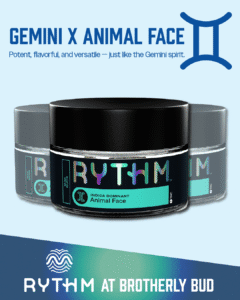 Gemini x Animal Face