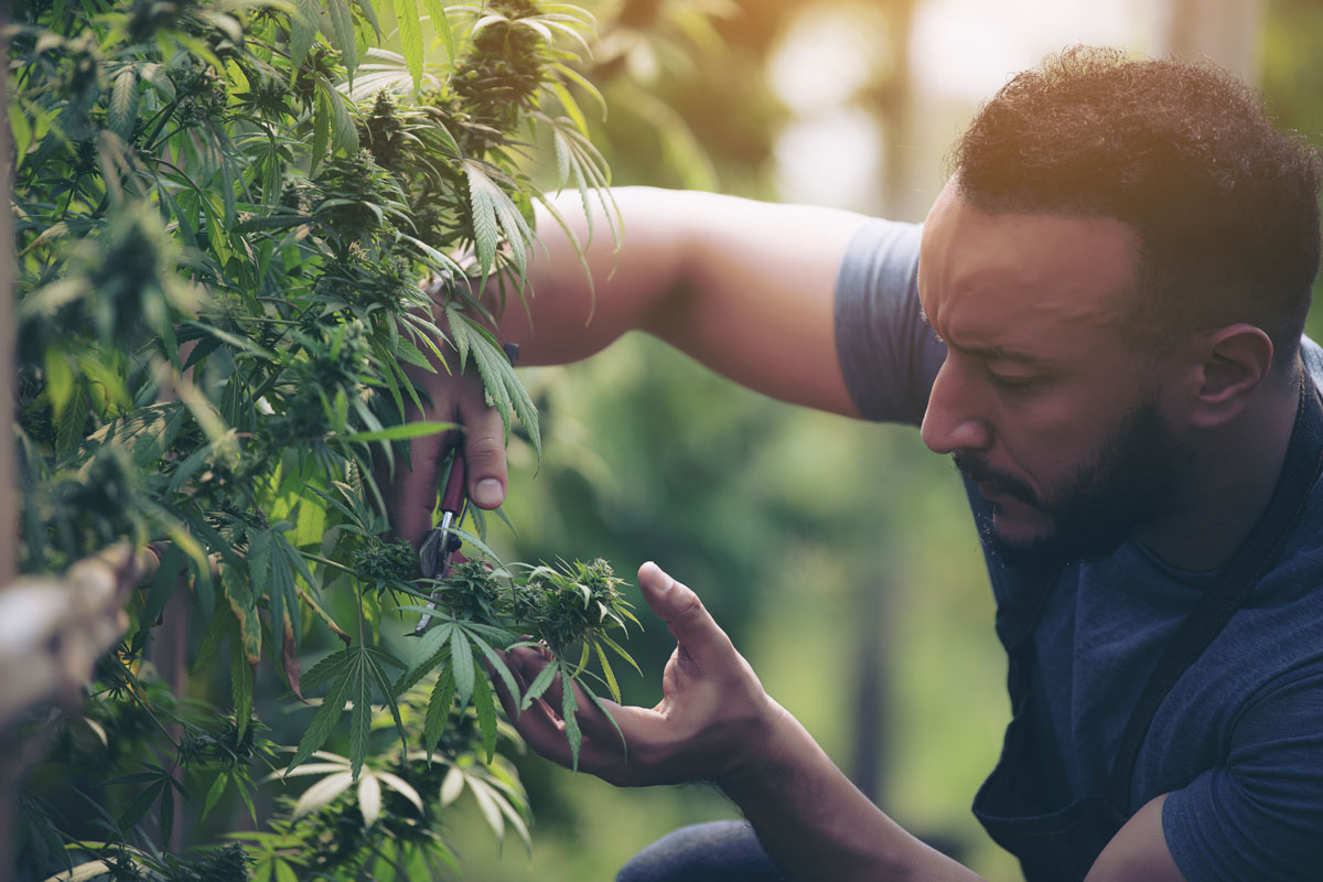 Across South Jersey, interest in locally owned, small-batch cultivators continues to grow. Instead of focusing solely on high THC numbers or large-scale production