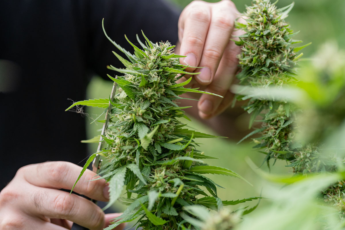 While many cultivators operate in controlled indoor environments, regional conditions still influence infrastructure, energy use, and cultivation style.